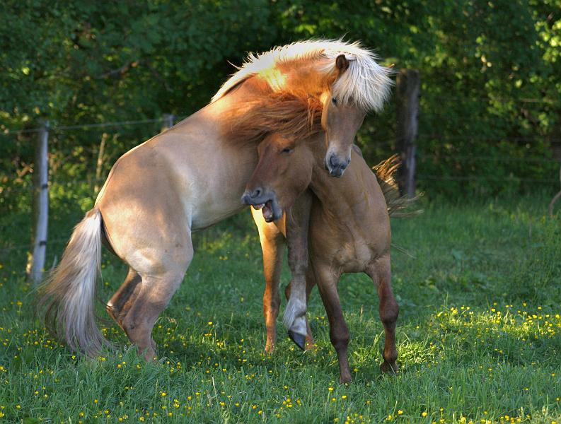 Valur von Heidmoor und Farsaell von Heidmoor a.jpg
